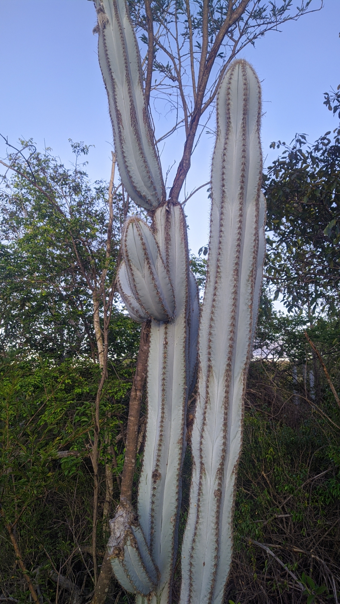 Pilosocereus pachycladus