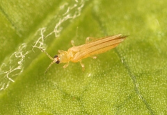Thrips