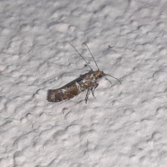 Cosmopterigidae