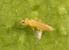 Thrips