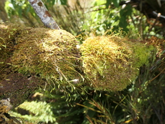 Leptostomum inclinans