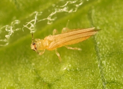 Thrips