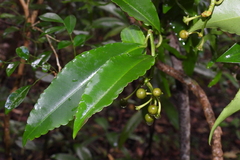 Ardisia virens