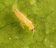 Thrips