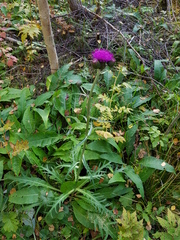 Cirsium heterophyllum