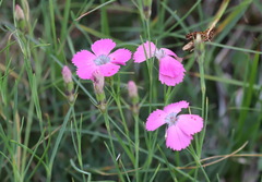 Dianthus pavonius