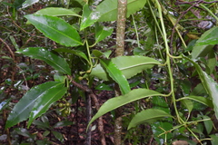 Ardisia virens