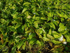 Cirsium heterophyllum
