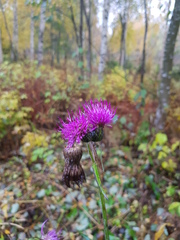 Cirsium heterophyllum