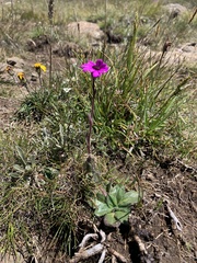 Senecio speciosus