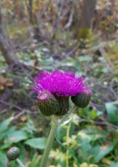Cirsium heterophyllum