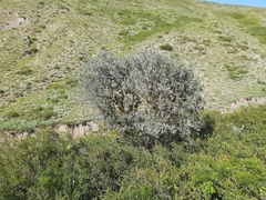 Pyrus salicifolia