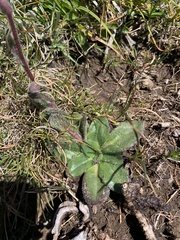 Senecio speciosus