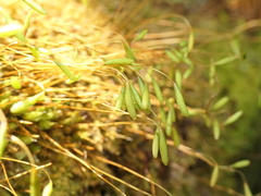 Leptostomum inclinans