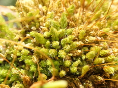 Leptostomum inclinans