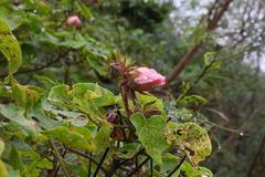 Hibiscus makinoi