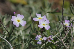 Malcolmia maritima