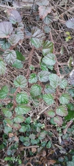 Rubus tricolor