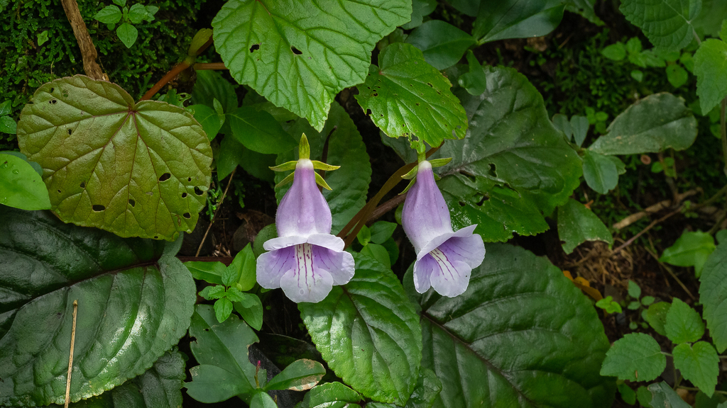 Sinningia eumorpha, saltão