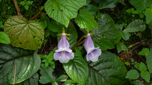 Sinningia eumorpha