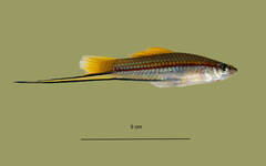 Xiphophorus hellerii