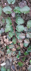 Rubus tricolor