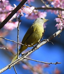 Pycnonotus
