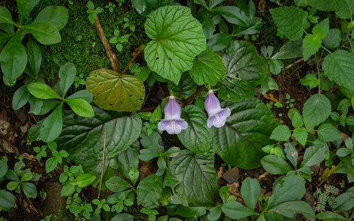Sinningia eumorpha