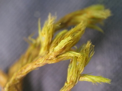 Orthotrichum graphiomitrium