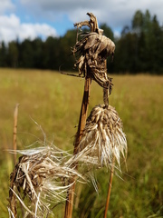 Cirsium heterophyllum