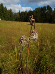 Cirsium heterophyllum