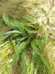 Cirsium heterophyllum