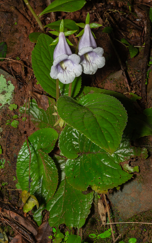 Sinningia eumorpha