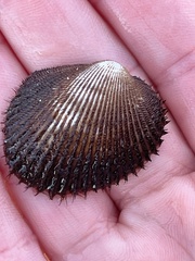 Lunarca ovalis