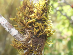 Orthotrichum graphiomitrium