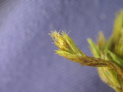 Orthotrichum graphiomitrium
