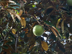 Chrysophyllum cainito