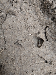 Lasius