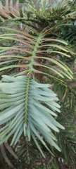 Araucariaceae
