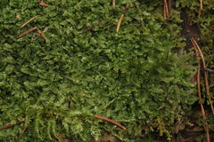 Calypogeia integristipula