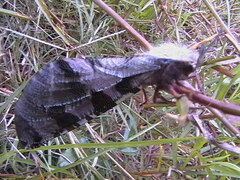 Lachlathetes moestus