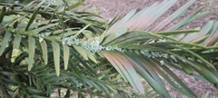 Araucariaceae