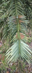Araucariaceae