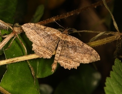 Philereme transversata