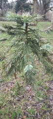 Araucariaceae