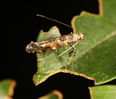 Gracillaria syringella