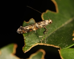 Gracillaria syringella