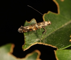 Gracillaria syringella