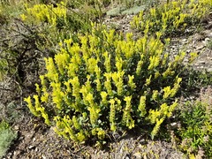 Scutellaria orientalis