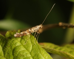 Gracillaria syringella